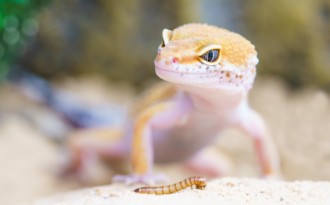Livestock and exotic animals: